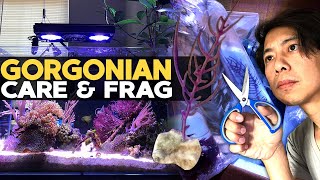 How to Frag amp Grow Gorgonian  Sea Fan 🌊 [upl. by Sola]