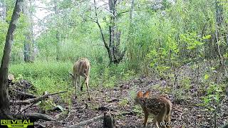 Maurepas swamp WMA trail cam videos JuneJuly [upl. by Ihtraa]