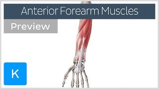 Muscles of the anterior compartment of the forearm preview  Human Anatomy  Kenhub [upl. by Aiekam]