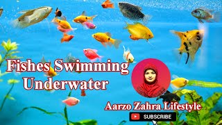 Fishes Swimming Underwater  Relaxing Music  Entertainment  Aarzo Zahra Lifestyle [upl. by Nhguaved]