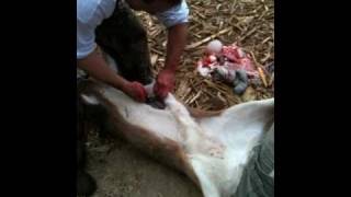 gutting a deer in 1 minute and 50 seconds [upl. by Annil468]