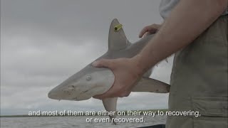 Science Bulletins Sharks—the Present 1 of 2 [upl. by Malin194]