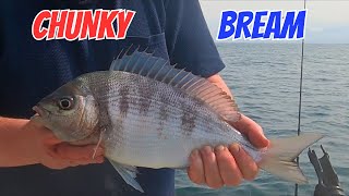 Chunky Black Bream fishing over Wrecks featuring Pollack amp Bass boatfishinguk [upl. by Leacock919]