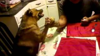 Guiles Theme Goes With Everything  Arm Wrestling Dog [upl. by Ainar]