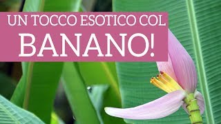 Un tocco esotico con la pianta di banano [upl. by Kcirddec]