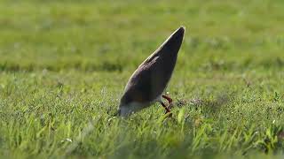 Masked Lapwing Hunting [upl. by Casar]