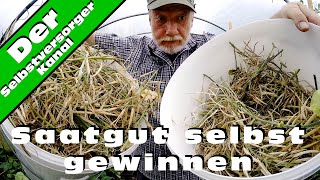 Pak Choi Saatgut selbst gewinnen [upl. by Thar]