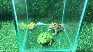 Daily Eats A Day in the Life of My Frogs🥰😅 [upl. by Coben]