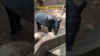 Tapir fauna land tapir faunaland fypシ゚ ytshorts animals cepbigichannel [upl. by Nimajeb]