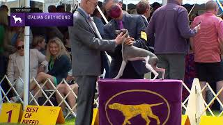 Italian Greyhounds  Breed Judging 2022 [upl. by Maril]