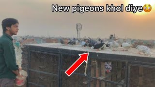 4 new pigeons flying  नये कबूतर उड़ाए आज 😅 [upl. by Navarro836]