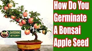 How Do You Germinate A Bonsai Apple Seed UrduHindi [upl. by Haynor352]