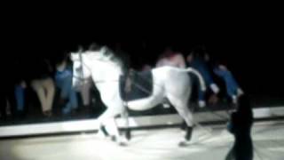 Lipizzaner StallionsThe Mezair And The Capriole [upl. by Vanzant]