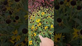 Ornamental value in the landscape Rudbeckia [upl. by Nahtnhoj]