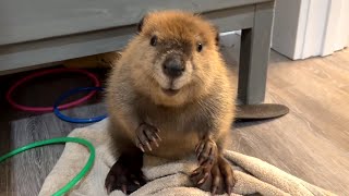 Beaver sounds like human baby [upl. by Ociredef290]