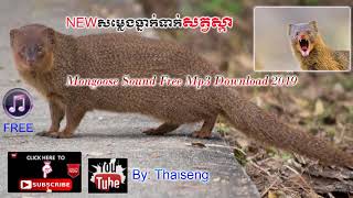 Cambodia Trape Sound Mongoose mp4សម្លេងធ្នាក់ទាក់សត្វស្កា [upl. by Sonstrom]