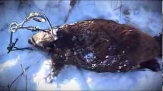 Massive 71 pound Beaver Caught in a 330 Conibear through the ice Amazing Video [upl. by Larret843]