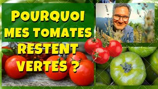 Pourquoi mes tomates restent vertes et ne rougissent pas [upl. by Zoltai]