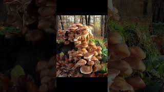 The Armillaria Ostoyae The Largest and Oldest Organism on Earth [upl. by Dene]