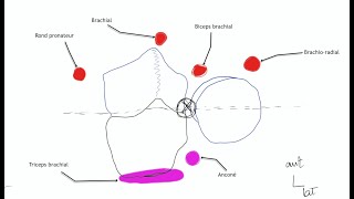 Arthrologie du membre supérieur Physiologie articulaire du coude [upl. by Balliett]