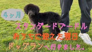 子犬のスタンダードプードルを迎えた翌日にドッグランへ連れて行きました。 [upl. by Crescantia]