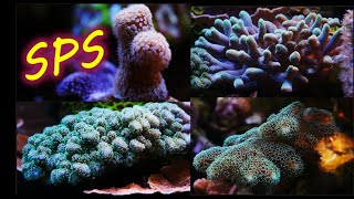 4 similar corals with very different personalities Pocillopora seriatopora stylophora palauastrea [upl. by Danni44]