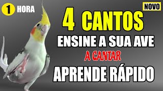 CALOPSITAS CANTANDO ENSINE SUA AVE A CANTAR [upl. by Airt]