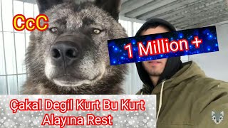 BU DEV ALFA KURDA YAKLAŞABİLEN KANGALA 50 BİN TL ÖDÜL Tüm Türkiye ye Rest [upl. by Dlorad691]