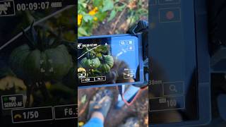 Getting shots of the garden  FULL VIDEO⬆️ shorts gardening gardenharvest plants peaceful [upl. by Ennoitna]