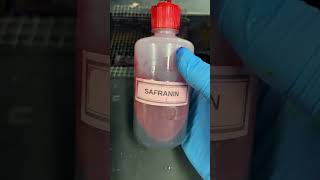 How to do a gram stain microorganisms bacteria microscopic [upl. by Blackstock]