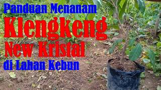 Menanam Klengkeng New Kristal di Lahan Kebun  How to Plant Longan Tree [upl. by Jackelyn]