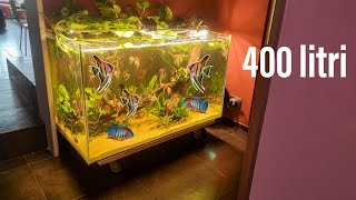 NUOVO ACQUARIO da 400 LITRI  per 70 SCALARI [upl. by Gamber322]