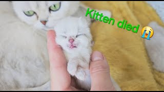 Kitten died one day after birth 😭 We came home from work and the kitten was already dead 🥺 [upl. by Adnic]