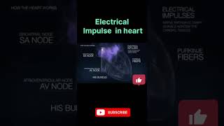 Electrical impulse In Heart heart education scienceandtechnology science biology shorts sjw [upl. by Eilla]