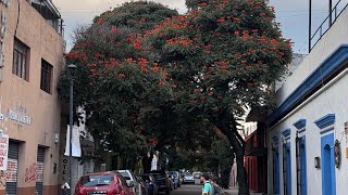 Andador turístico Oaxaca [upl. by Nylanaj954]