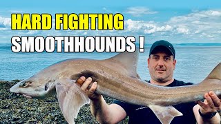 Bristol Channel Fishing BIG Smoothhound And Other Species [upl. by Edd]