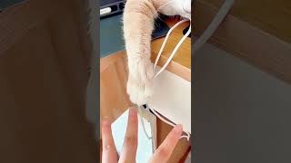 Cats mimic human movementlanguage funnyvideos funny cat [upl. by Nerrat]