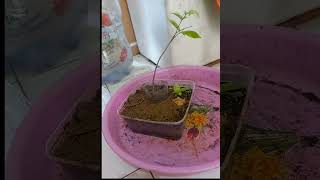 program akar bonsai anting putri [upl. by Geminian]