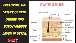 Lec 42 Exploring the Layers of Skin Dermis and Subcutaneous Layer in Detail [upl. by Herculie]