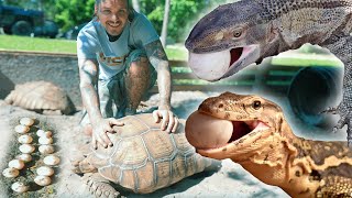 Giant lizards eating Tortiose EGGS  🤯 🥚 [upl. by Gershom]