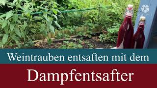 Trauben entsaften mit dem Dampfentsafter  VANDERHAAGVideo [upl. by Andriette]