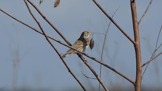 Vesper Sparrow peeps softly as wind picks up and Bagpods rattle [upl. by Ydda]