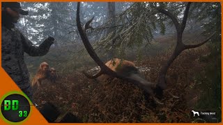 Helping A New Hunter Get His First Bull Elk Call Of The Wild [upl. by Lahtnero]