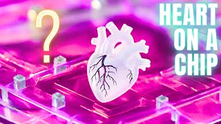 How Researchers Grow a Heart on a Chip Real Scientific Study [upl. by Giraldo924]