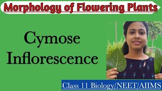 Cymose Inflorescence  Ch5 Morphology of Flowering Plants  Class 11 Biology NEET AIIMS [upl. by Cressida]