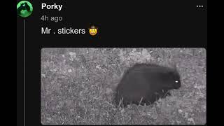 Look  A Porcupine in the Elk field by Porky on Chat [upl. by Herminia725]