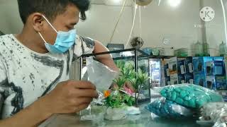 Dekorasi aquarium mini modal 300rb [upl. by Roby]