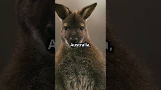 Brown Antechinus The Animal with a 14Hour Mating Marathon [upl. by Ayit860]