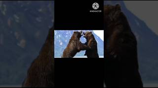 Bear  bhalo shorts bear animals wildlife shortvideo bhalu nature viral trending youtube [upl. by Akinahs]