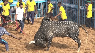 Viralur Jallikattu 2023 Videos  விராலூர் ஜல்லிக்கட்டு 2023 Videos [upl. by Josh]